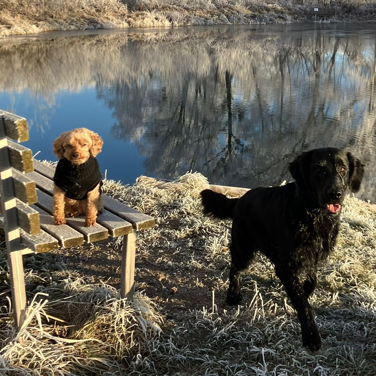 Happy Dogs